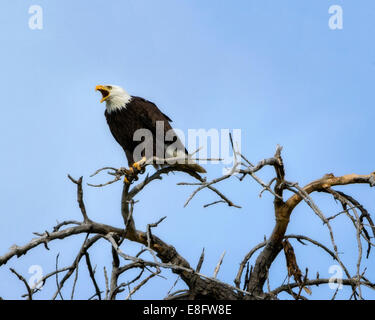 USA, Colorado, Bald Eagle Screeching in Nesting Tree Stock Photo