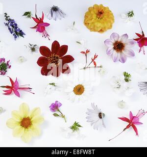 Still life of flowers on white table Stock Photo