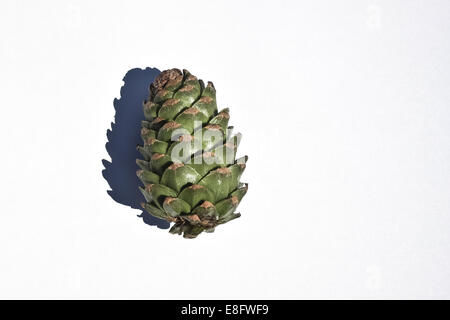 Pine cone against white background Stock Photo