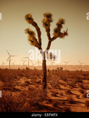 Single tree of desert, wind turbines in background Stock Photo