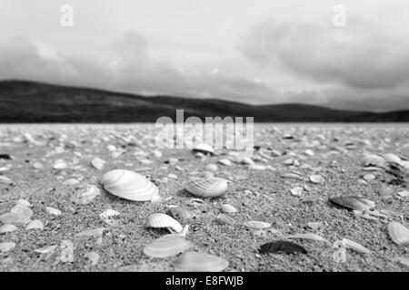 Sea shells on Seilebost beach Harris Western Isles Stock Photo