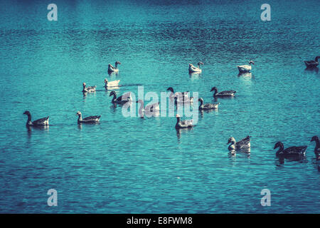 Brazil, Brasilia, Ducks swimming in lake Stock Photo