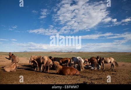 Herd of Mongolian horses grazing in the Gobi Desert, Dornod, Mongolia Stock Photo