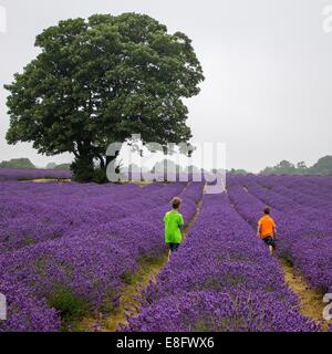 Boys (6-7) in lavender field Stock Photo
