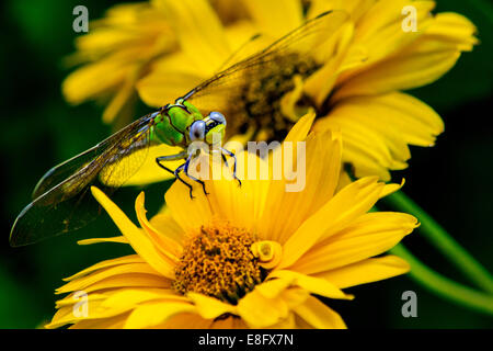 Dragonfly sitting on yellow flower Stock Photo