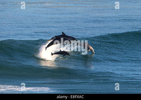Dolphins leaping out of ocean Stock Photo