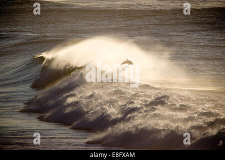 Dolphin leaping out of ocean Stock Photo