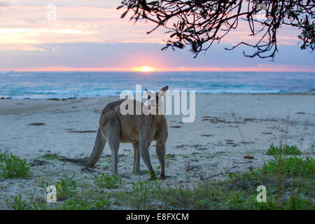 Kangaroo standing on beach, Australia Stock Photo