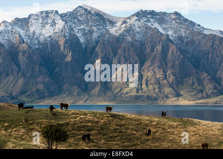 Landscape with grazing cows, a lake, and mountains in New Zealand Stock ...
