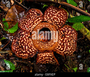 Malaysia, Borneo, Tambunan Sabah, Rafflesia Pricei Stock Photo