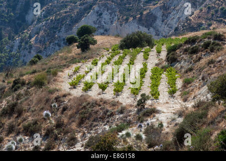 Vineyard in Cyprus Stock Photo