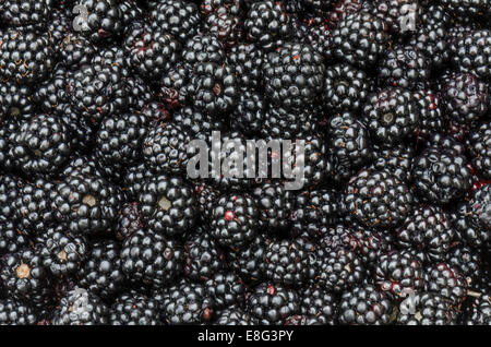 Bountiful supply of wild ripe fresh blackberries Stock Photo