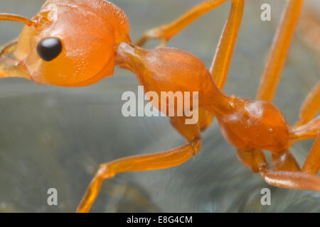 A Weaver Ant (genus Oecophylla) climbs on a sheet of glass in Hong Kong ...
