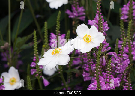 Anemone x hybrida 'Honorine Jobert' flowers. Stock Photo