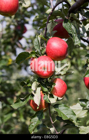 Malus domestica. Apple 'Millicent Barnes' growing in an English Orchard. Stock Photo