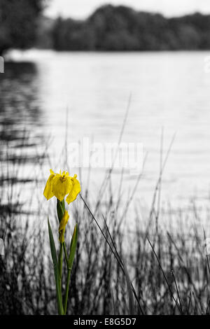 Single Yellow flag Iris on the edge of a lake. Stock Photo