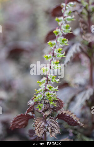 Sage Salvia lyrata 'Purple knockout' Stock Photo