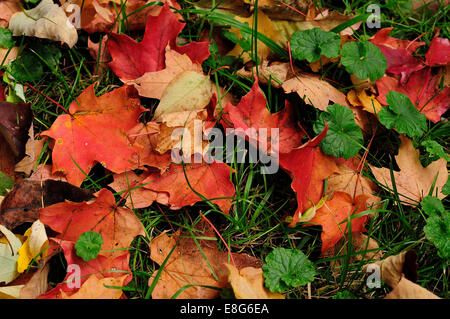 Sugar Maple tree leaves in full autumn peak. Stock Photo