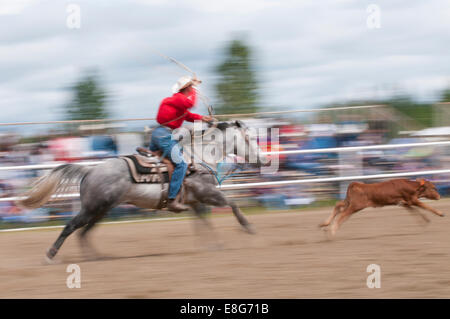 Calf roping, motion blur, Caroline Stampede, rodeo, Caroline, Alberta, Canada Stock Photo