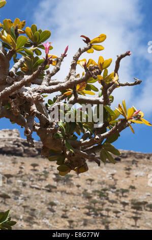 The Socotra desert rose, known as bottle tree (Adenium obesum socotranum), Yemen Stock Photo