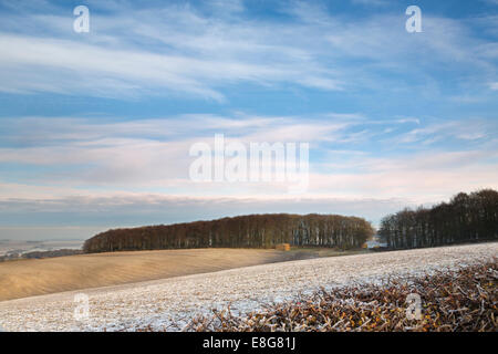 Trees at Leavening Brow on the edge of the Yorkshire Wolds, England Stock Photo