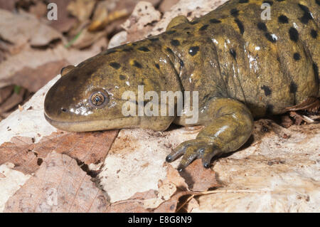 Gray tiger salamander, Ambystoma mavortium diaboli; native to USA, Canada and Mexico Stock Photo
