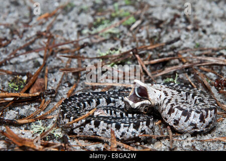 Eastern Hognose Snake playing dead Stock Photo