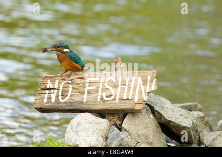 Kingfisher perched on “No Fishing” sign with minnow firmly grasped in its beak #0382