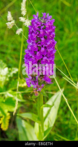 Spike of bright purple flowers of marsh orchid, Dactylorhiza species, British wiildflower growing near Pitlochry, Scotland Stock Photo