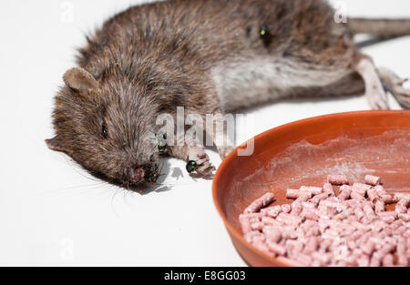 Rat poisoned by toxic bait lying on white floor Stock Photo