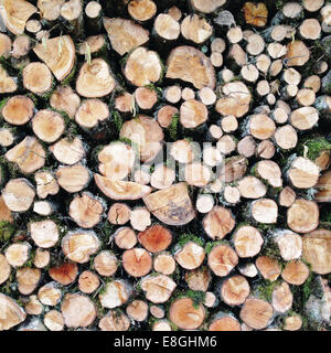 Stacked fire wood Stock Photo