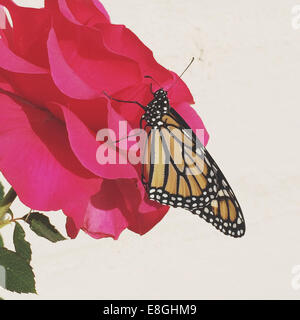 Monarch butterfly on rose's head Stock Photo