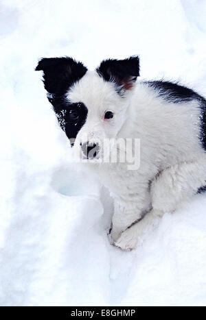 Border Collie Puppy Dog sitting in snow Stock Photo