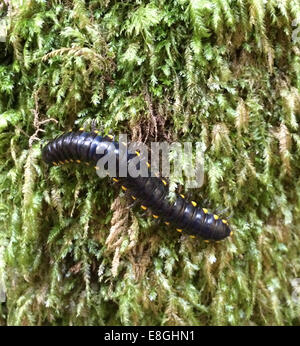 USA, California, Marin County, Muir Beach, Close up of Black and Yellow Millipede in Muir Woods National Monument Stock Photo