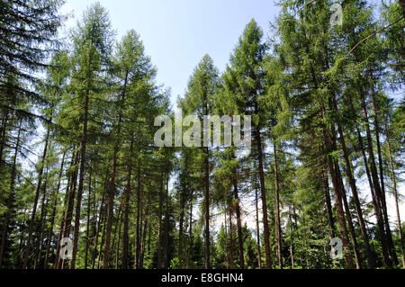 Italy, Balsegna di Pina, Pine tree forest Stock Photo