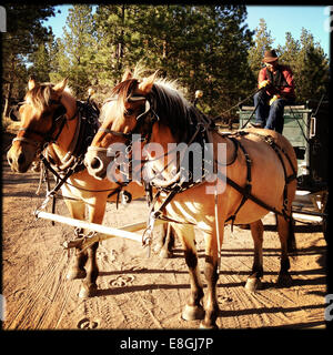 Cowboy sitting on a horsedrawn carriage, Montana, USA Stock Photo