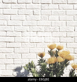 Yellow flowers against white brick wall Stock Photo