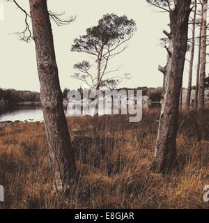 Trees alongside lake in Killarney National Park, County Kerry, Ireland Stock Photo