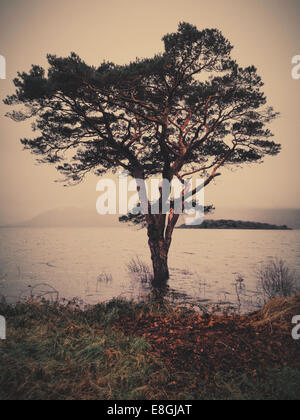 Tree at lake in Killarney National Park, County Kerry, Ireland Stock Photo