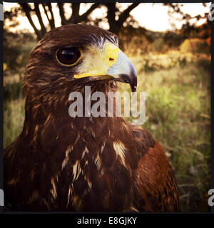 Portrait of a Harris Hawk (parabuteo unicinctus) bird, Mexico Stock Photo