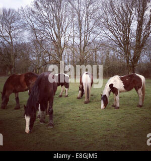 Horses grazing in a field, Courtonne-la-Meurdrac, Lisieux, Calvados, Rouen, France Stock Photo