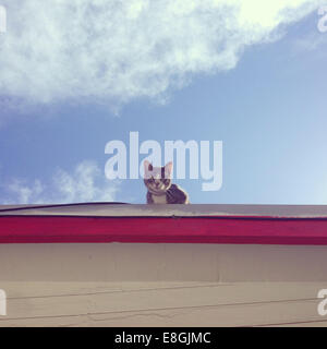 Cat sitting on a roof Stock Photo