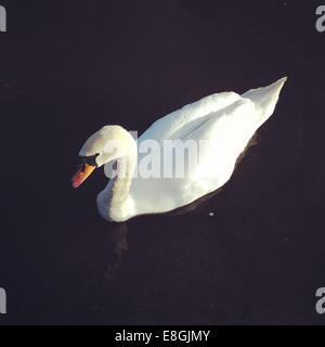 Swan on water Stock Photo