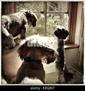 Three Dogs looking out of a window Stock Photo