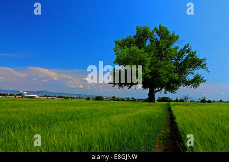 USA, Idaho, Bonneville County, Idaho Falls, Tree in farmer's field on summer day Stock Photo