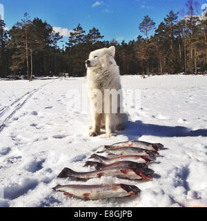 Dog sitting next to a catch of fish, Sweden Stock Photo