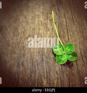 Four leafed clover on a wooden table Stock Photo