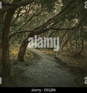 Treelined footpath through forest, Killarney National Park, County Kerry, Ireland Stock Photo