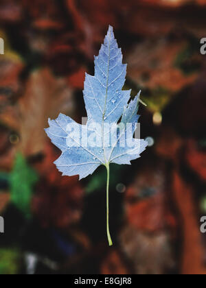 Close-up of autumn leaf Stock Photo