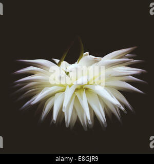 Close-up of white flower head Stock Photo
